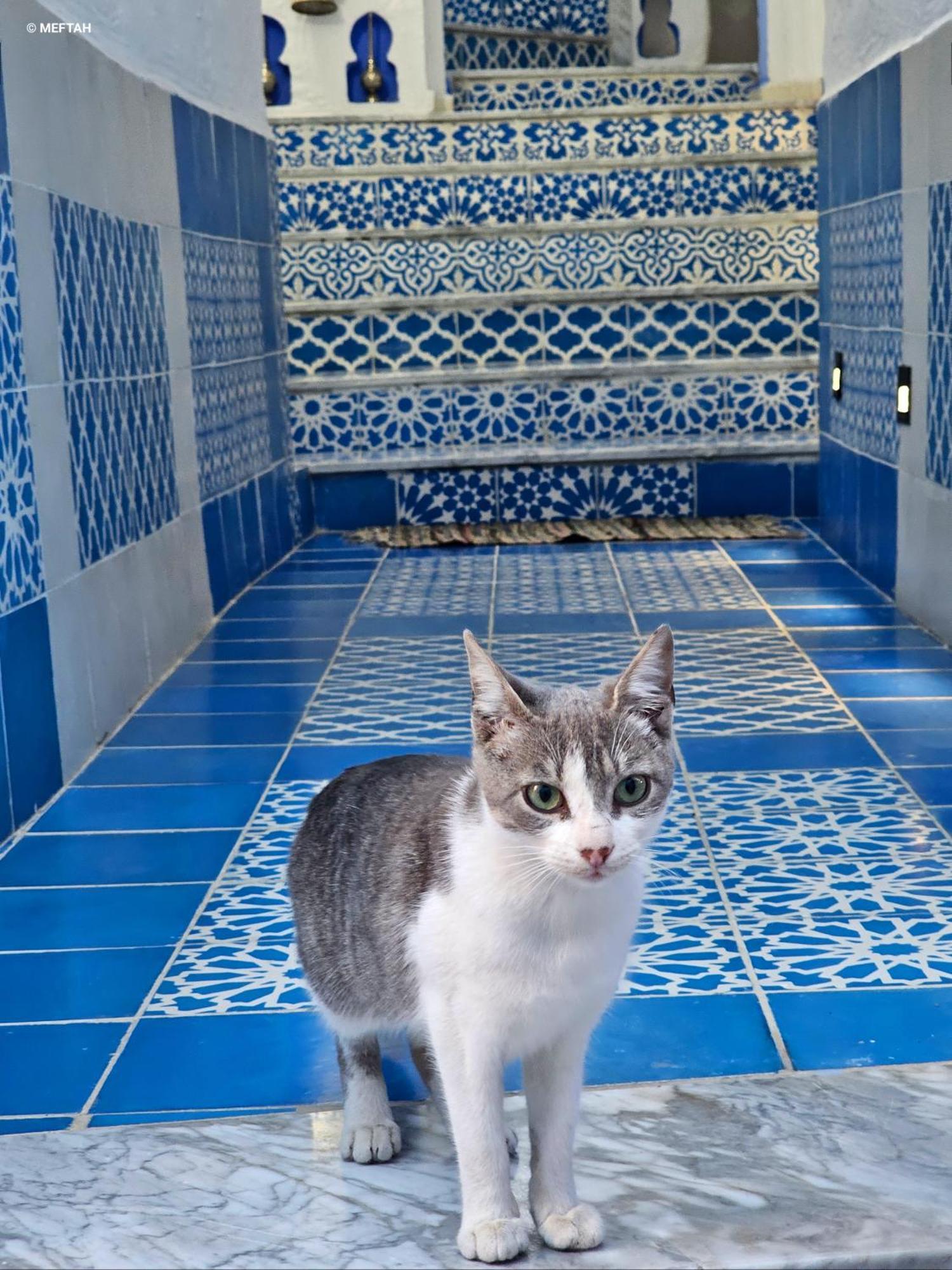 Casa Meftah Blue Apartment Chefchaouen Exterior photo